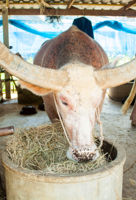 Nutrition animale